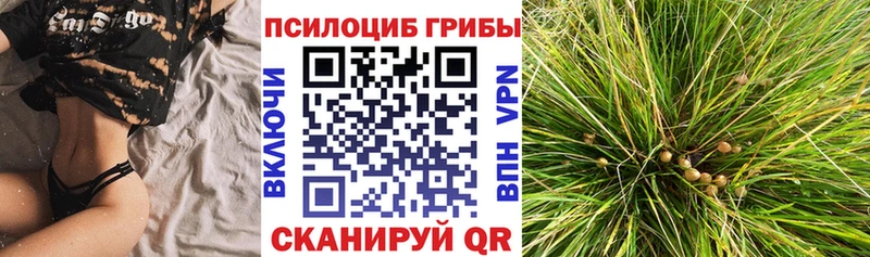 где купить   это телеграм  Псилоцибиновые грибы Psilocybine cubensis  Камешково 